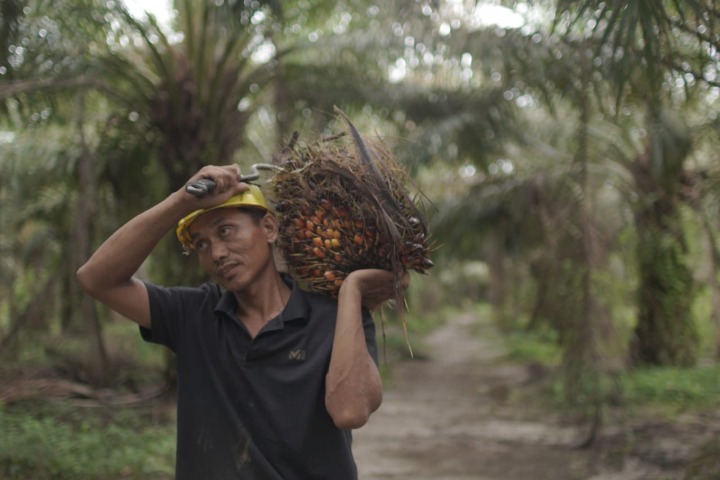 Ekspor CPO Menguat, Nilai Tembus US$4,69 Miliar pada Awal 2026