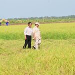 Kesiapan Hadapi El Nino Ditegaskan, Mentan Sebut Stok Beras Tertinggi Sepanjang Sejarah