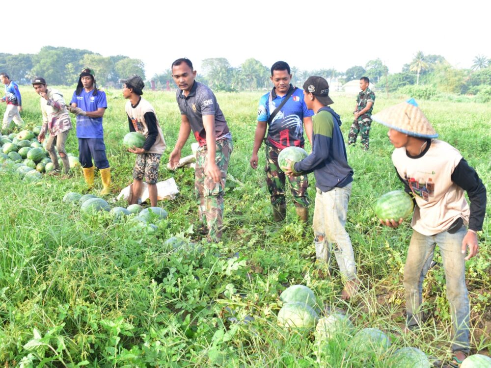Lanud SMH Panen 50 Ton Semangka, Optimalkan Lahan Produktif Dukung Ketahanan Pangan