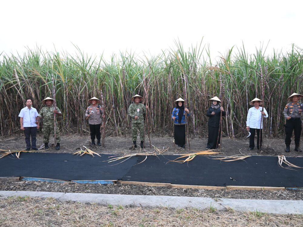 Lanud Muljono Dukung Swasembada Gula Nasional Lewat Panen Raya Tebu di Pasuruan