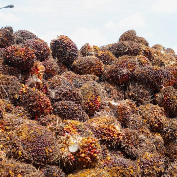 Kementan Pacu Produktivitas Sawit untuk Penuhi Kebutuhan Pangan, B50, dan Ekspor