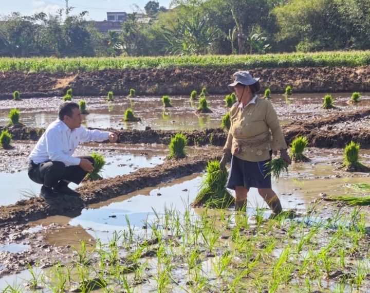 NTP Agustus 2026 Tembus 129,19, Gabah Jadi Pendorong