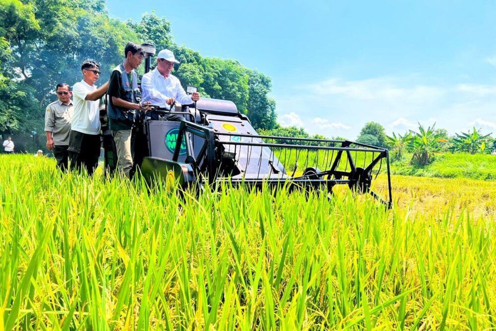 Produksi Padi 2026 Capai 43,89 Juta Ton hingga Agustus, BPS Catat Tetap Tumbuh